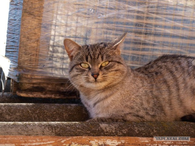 Котовторник  17.07.2012