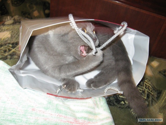 Котовторник ( 23.10. 2012. )
