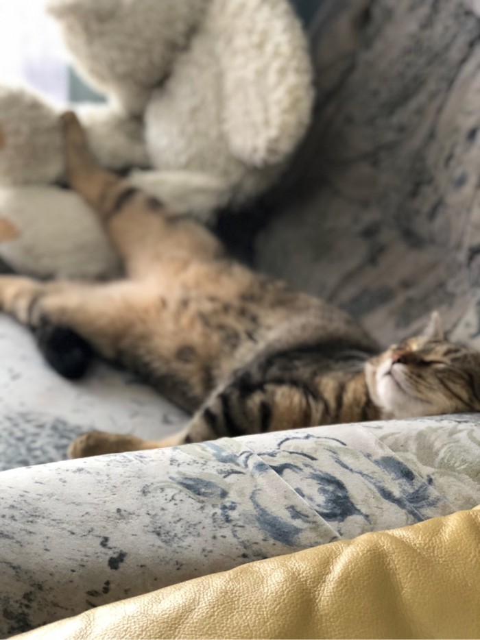 Котовторник *новогодний* 31/12/2019