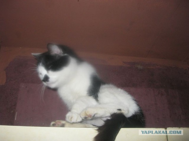 Жизнь домашнего приюта для котеек 279
