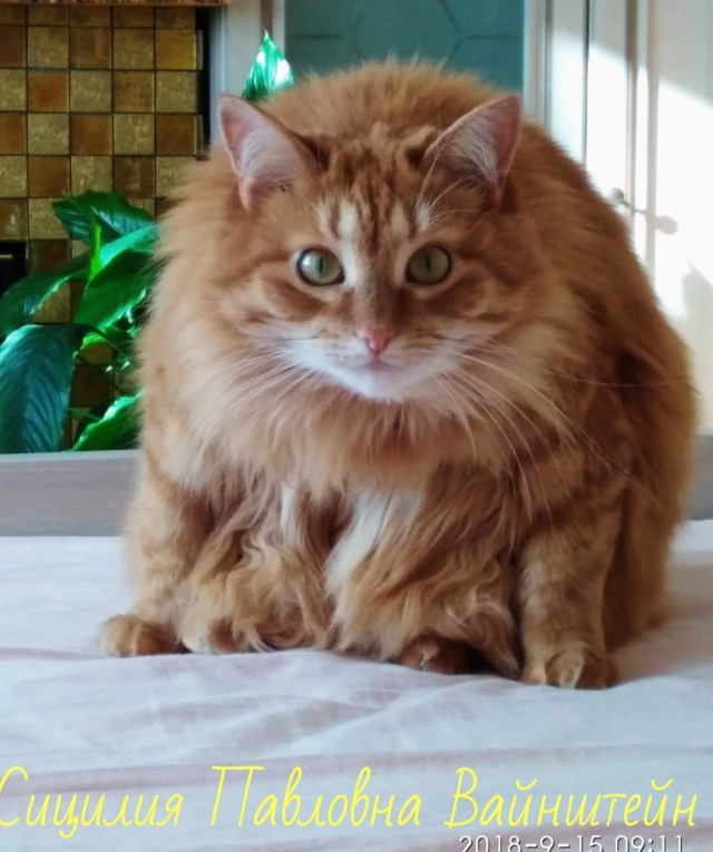 5 самых редких окрасов кошек