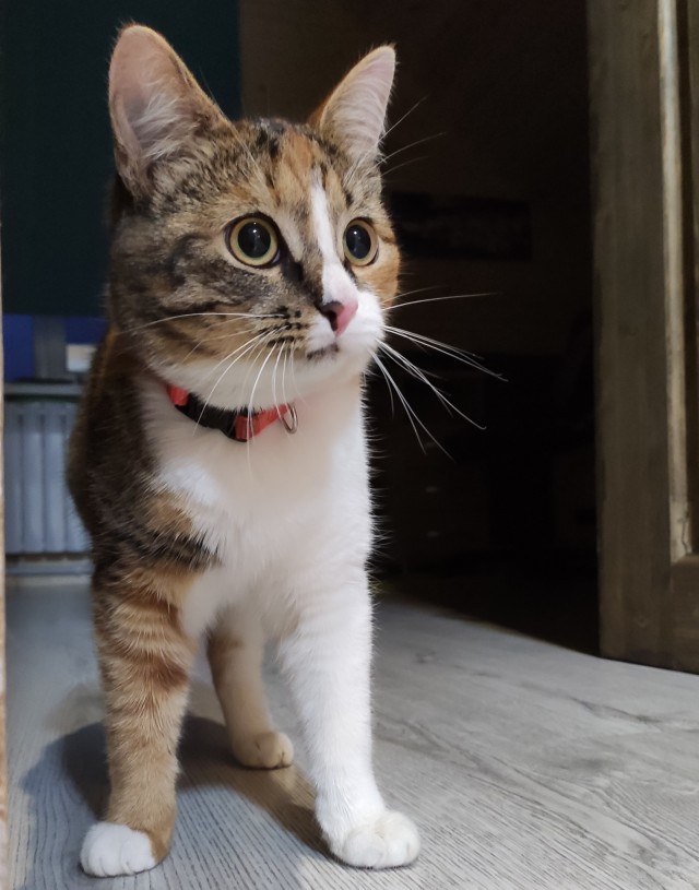 Котовторник 17.11.20