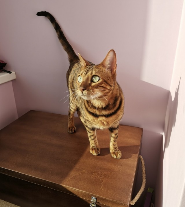 Моя красотка