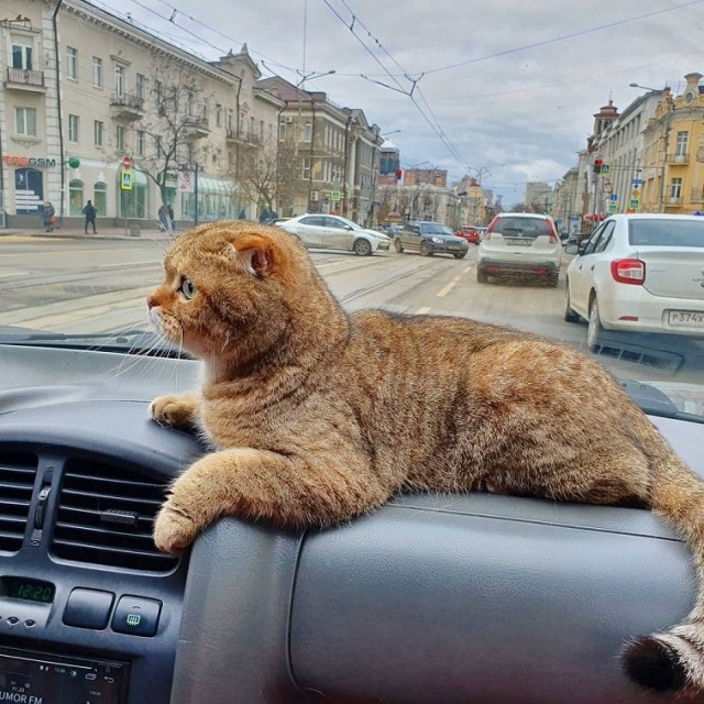 Лучший антистресс для езды по нашим дорогам. Ростов-на-Дону