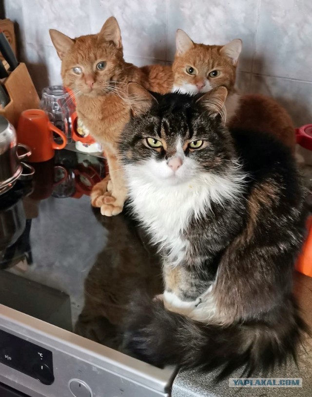 Котовторник!