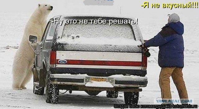 Голодный мишка и консерва, (BBC cameraman)