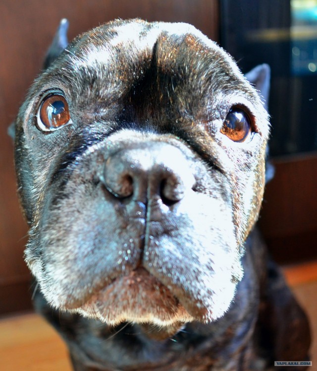 Хоспаде, какое мимими