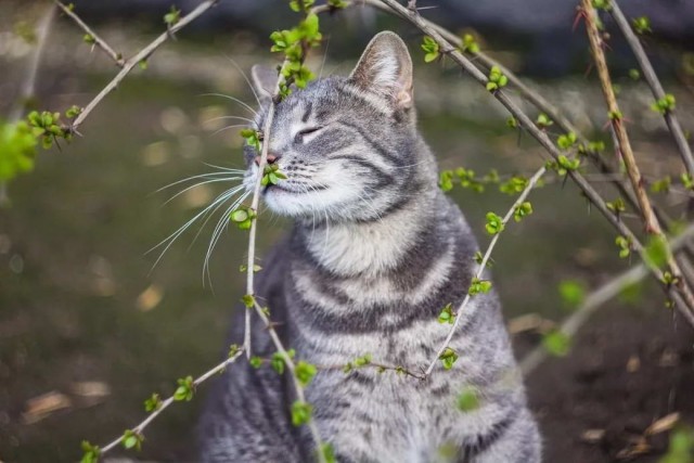 Разные котики