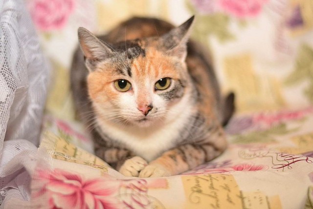 Разные котики