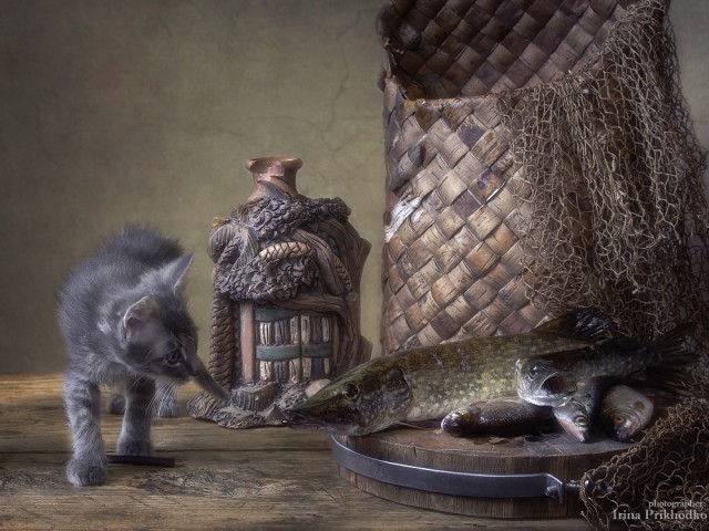 Всякие картинки, смешные и не очень, много котиков...