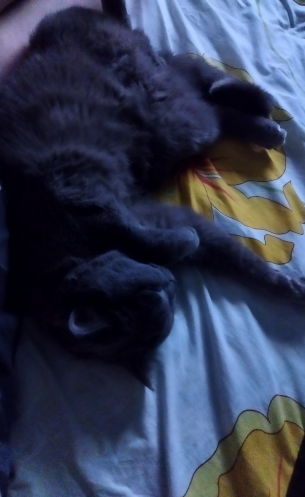 Котовторник 25.01.22