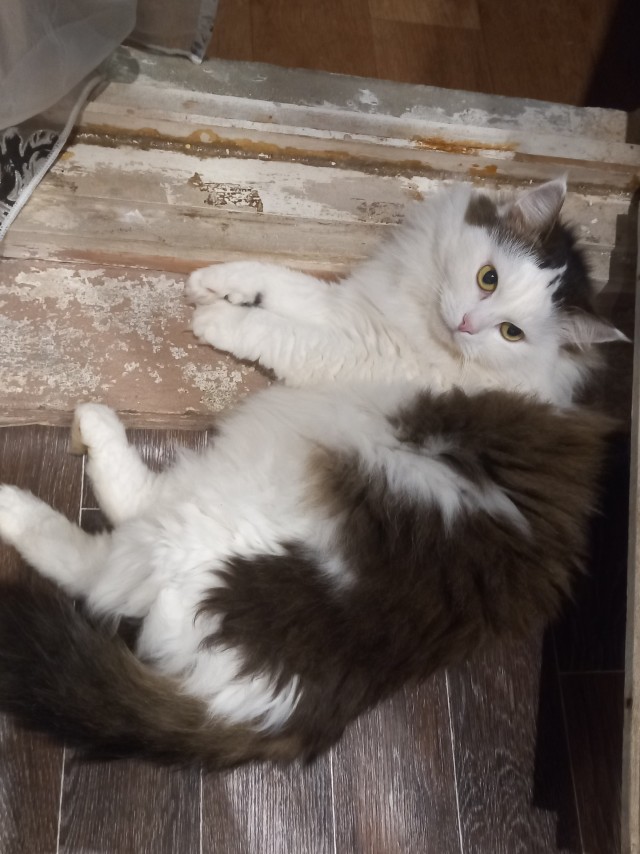 Ура! Котовторник.