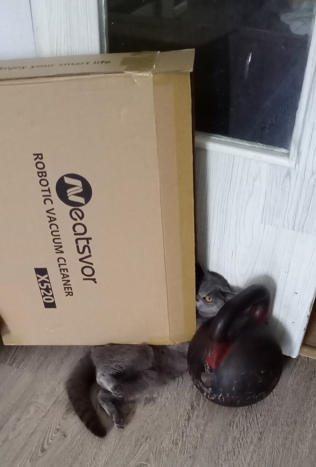 Отдали кота