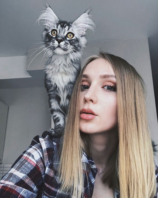 Небольшая подборка мейн-кунов к котовторнику