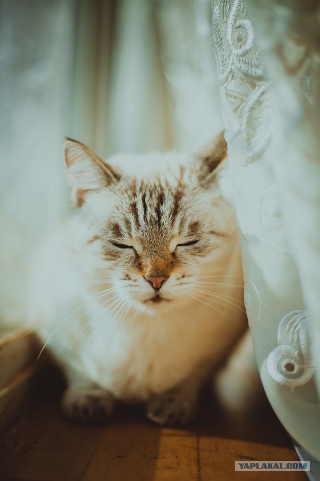Пройдемся по котикам?!