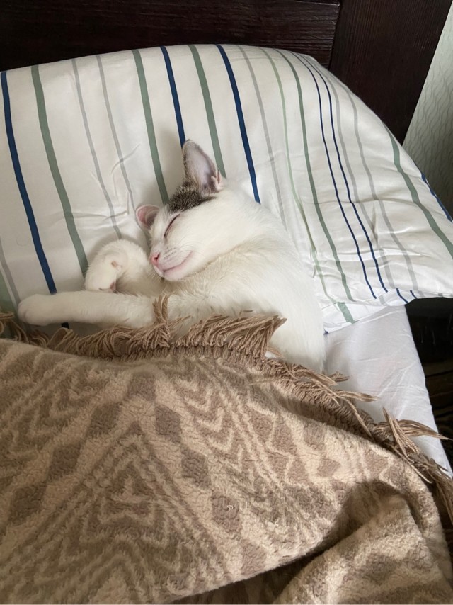 Не только котовторник, а еще и Всемирный день кошек!