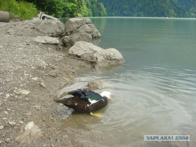 Один апрельский 2010г день в Абхазии