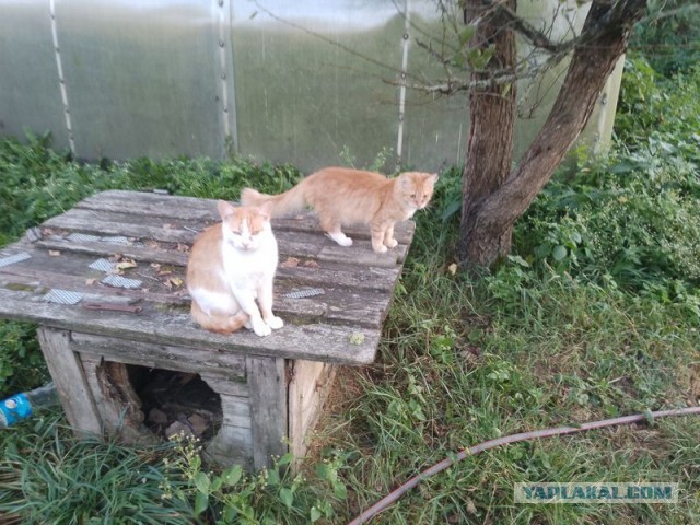 Жизнь домашнего приюта для котеек 463