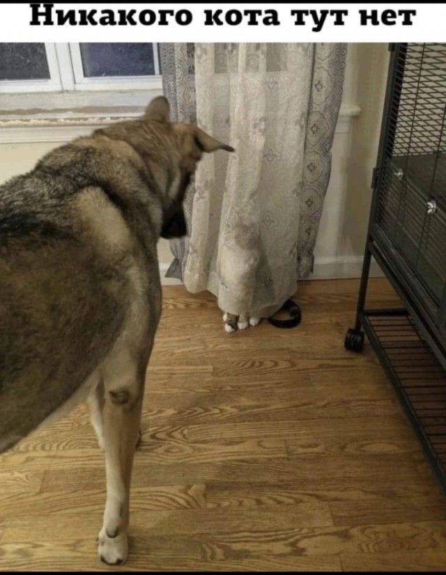 Если пастушьей собаке не дать овец, то она будет пасти кота