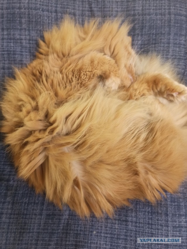 Спящий кот