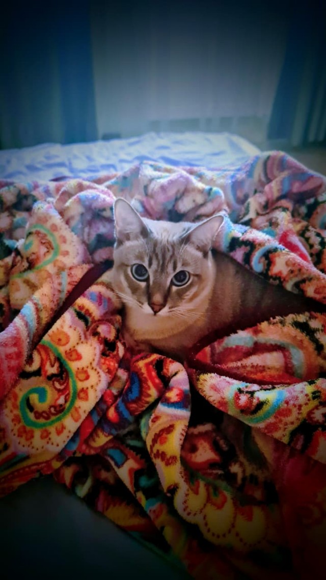 Котовторник. Где коты? Мой вот!
