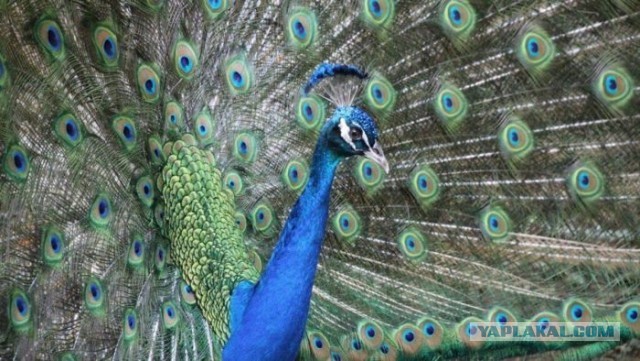 Мужчина из Флориды съел своих домашних павлинов назло соседке