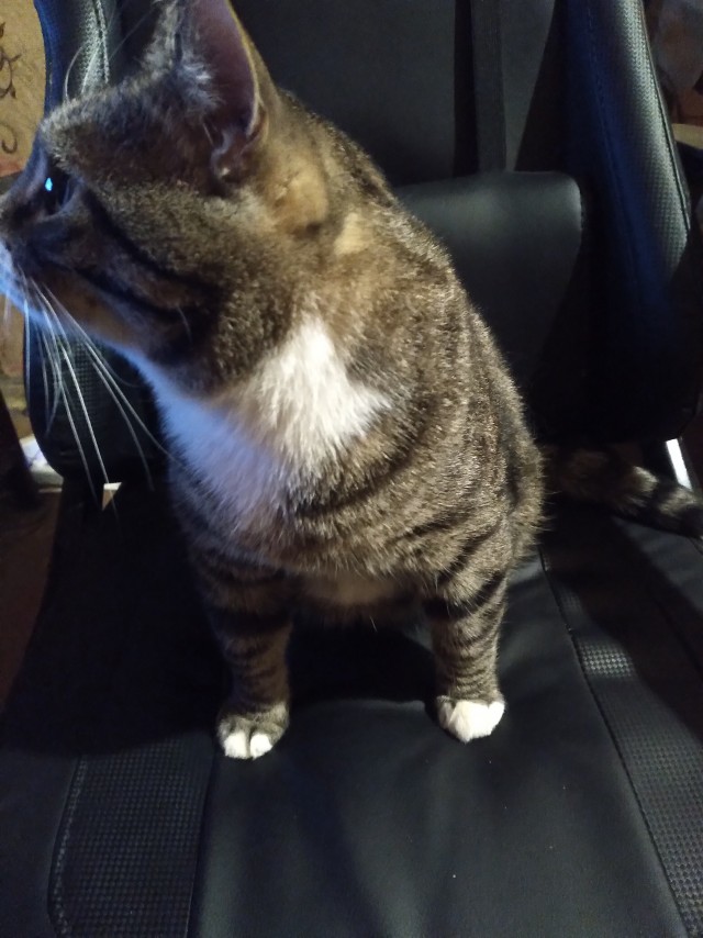 Кот к завершению котовторника