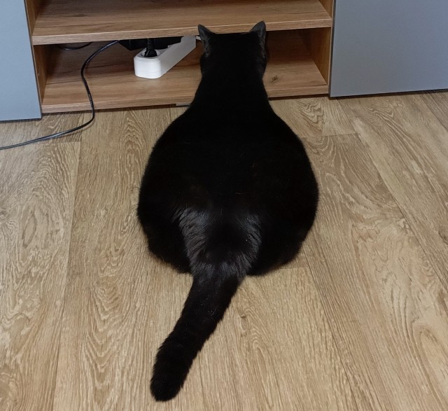 Чёрный котовторник