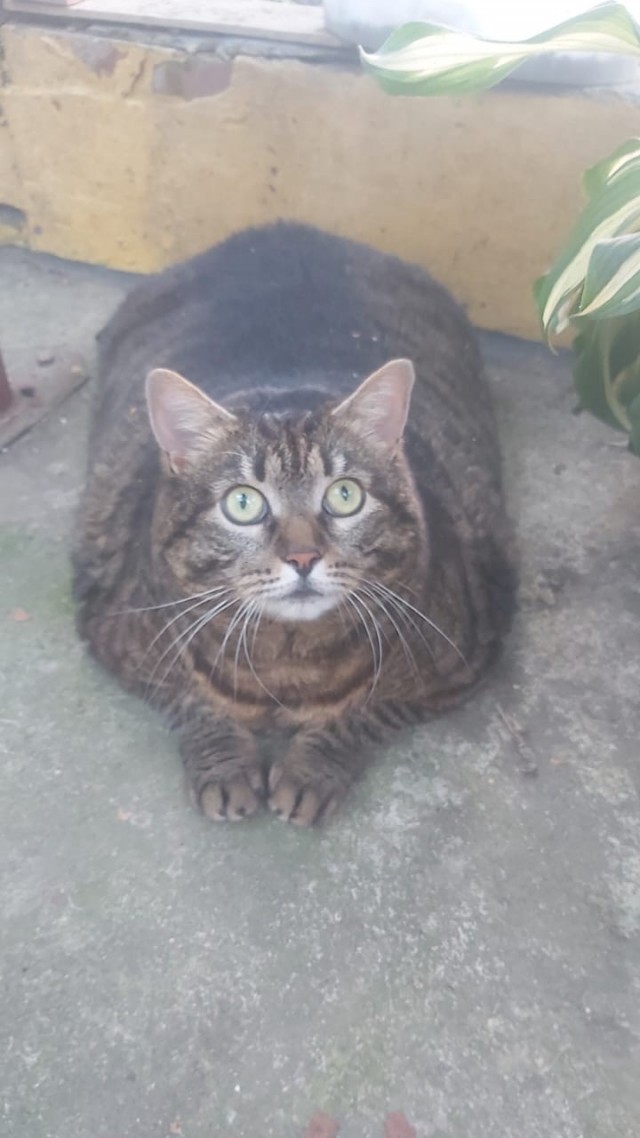 Я не толстый...просто кость широкая...