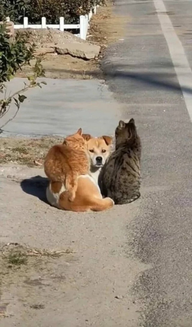 Чутка кошек