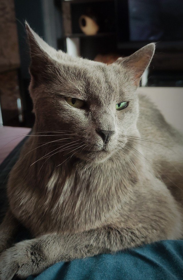 80 г => 3,1 кг (котовторник)