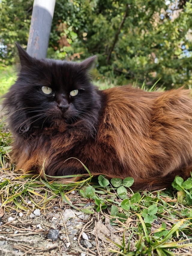 Уличные котики