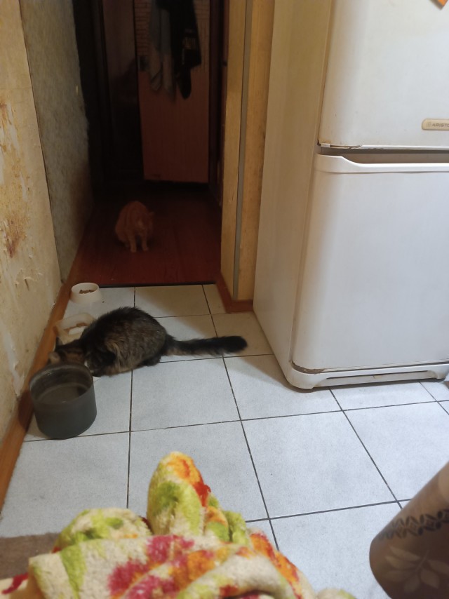 Мордатый околоподъездный кот.