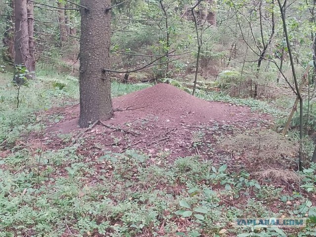 Жизнь домашнего приюта для котеек 579