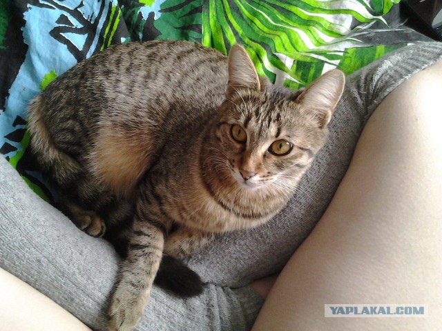 Котовторник 10.06.2014