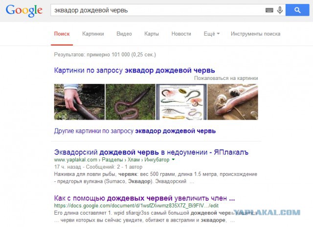 Эквадорский дождевой червь в недоумении