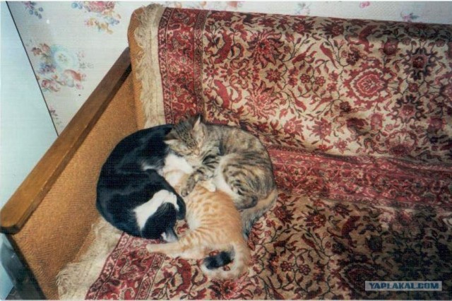 Котокворот!