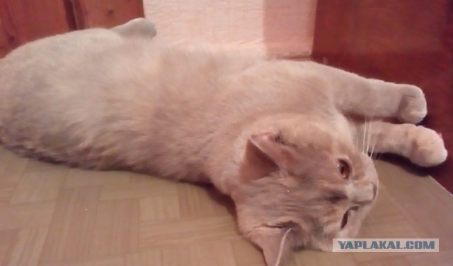 Котовторник 23.09.2014.