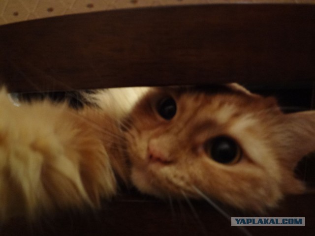 Котовторник 27.01.2015