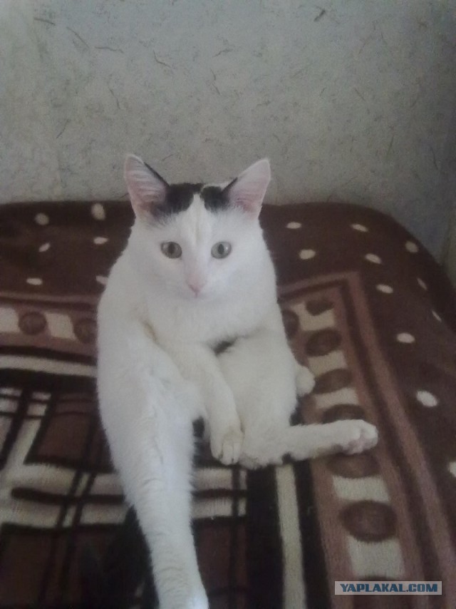 Котовторник 07 04 2015