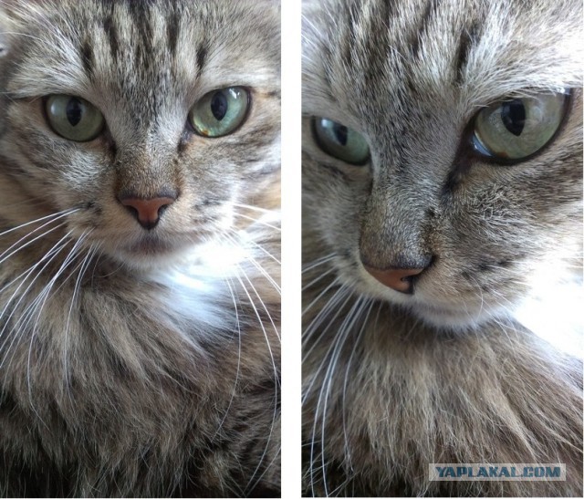 Котовторник 5.05.2015.