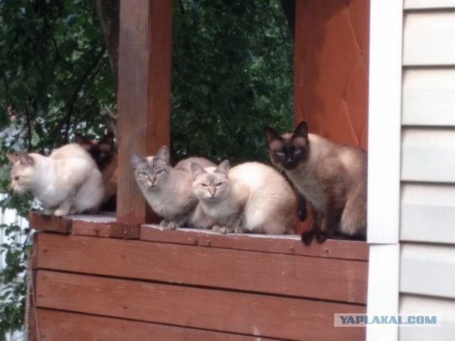 Котовторник 14.07.2015