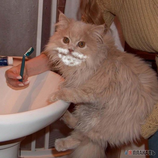 Коты, кошки, котята