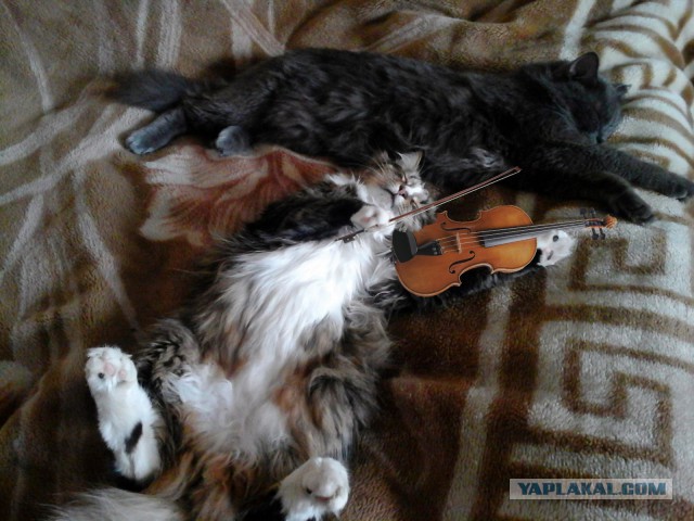 Когда твой кот уснул как...