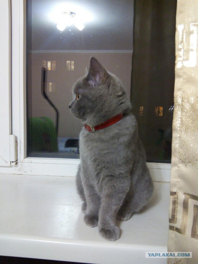 Котовторник  01.03.2016