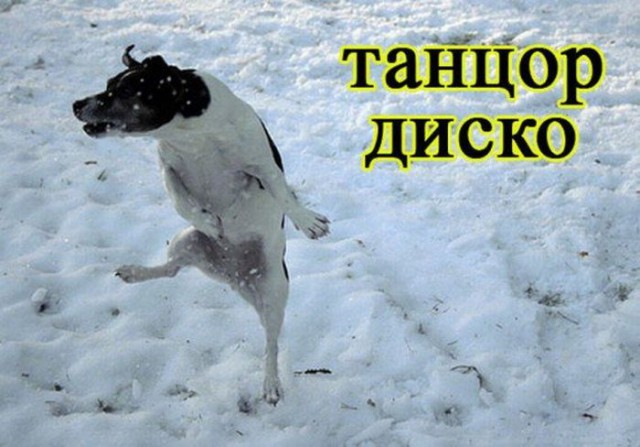 Собакены «с человеческим лицом» :)
