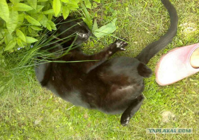Котовторник 26.07 2016