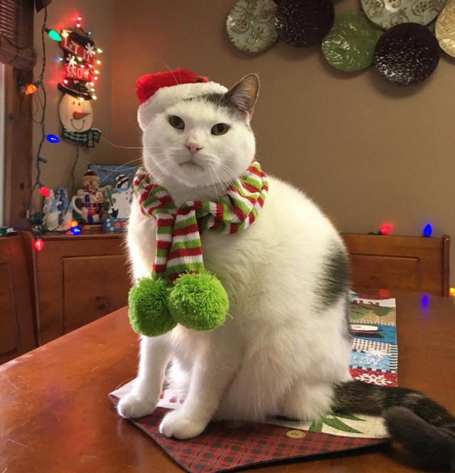 ГЛАГОЛящие коты