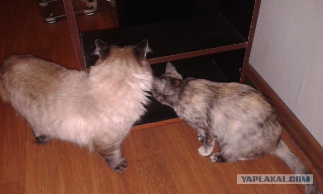 Котовторник 07.02.2017