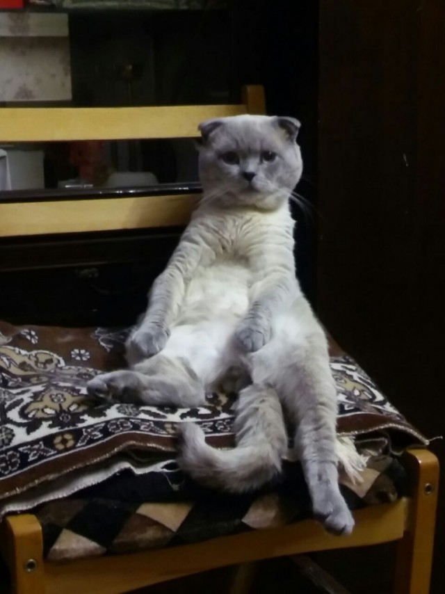 Коты и Кошки